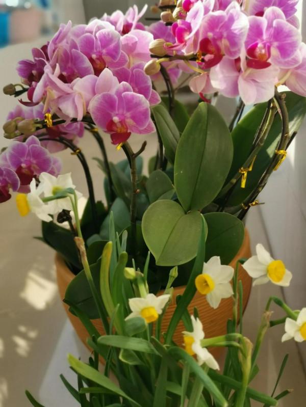 一盆盛開的蝴蝶蘭花