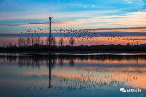 日照 · 冬 · “溼地精靈”​ 日照 · 冬 · “溼地精靈”​