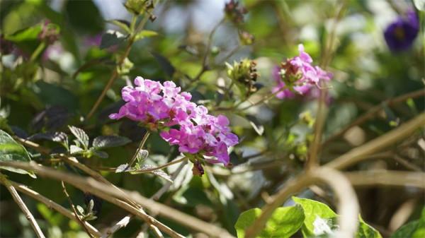 圖組丨踏著春光，迎接彌勒春暖花開