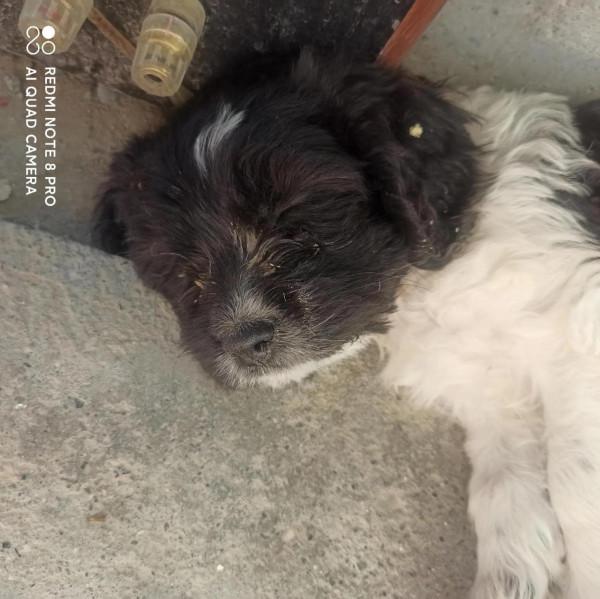 我的媽呀!2600塊買來的史賓格,養了不到兩週就丟了 我的媽呀!2600塊買來的史賓格,養了不到兩週就丟了