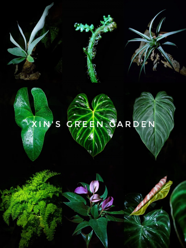 沒有花園怎麼種花？從東北到廣東，4位大神在室內種出植物園