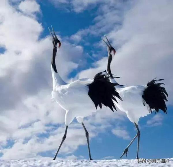 仙鶴飛天,驚豔絕倫實在太美了,難得一見 仙鶴飛天,驚豔絕倫實在太美了,難得一見