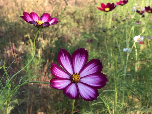 是不是每個人都有一個造園夢? 是不是每個人都有一個造園夢?