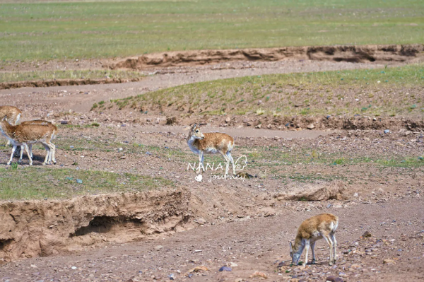 西藏真正的無人區，自駕羌塘邊緣，有機會偶遇藏羚羊