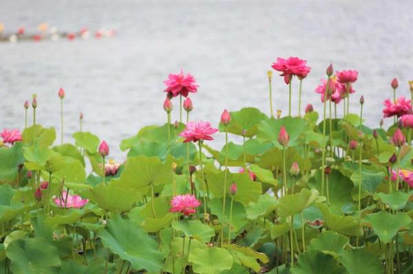 比並蒂蓮更罕見！花博會荷花園開出一朵四蒂睡蓮