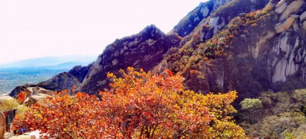 鳳凰嶺彩葉進入最佳觀賞期