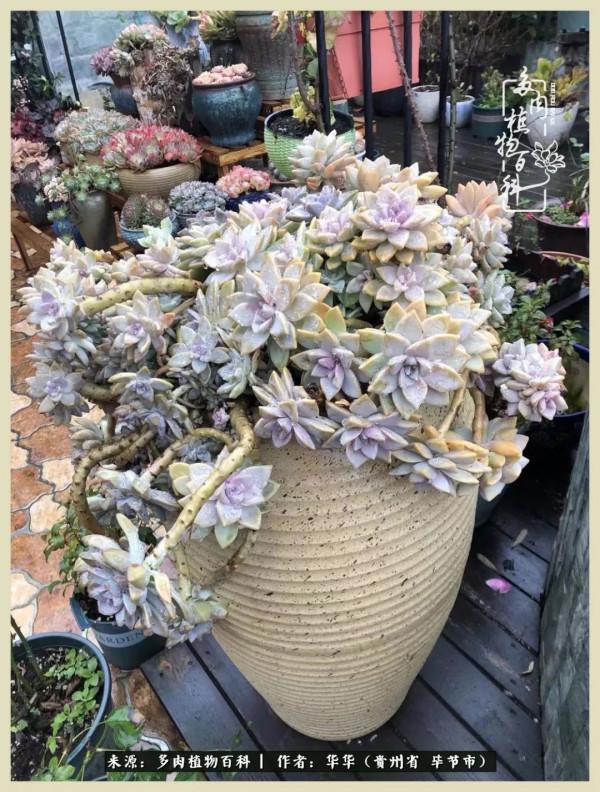 我的造園之夢：鮮花、多肉、錦鯉，這才是樓頂花園該有的樣子