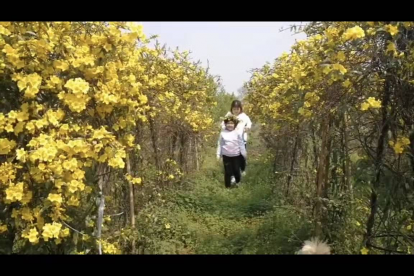 花香如香水，花期大半年，唯一能在冬天室外開的茉莉，你見過嗎？