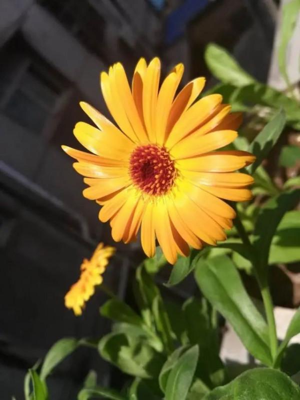 未曾注意金盞菊的美,發現它不僅盛開如花海,還有其他妙用 未曾注意金盞菊的美,發現它不僅盛開如花海,還有其他妙用