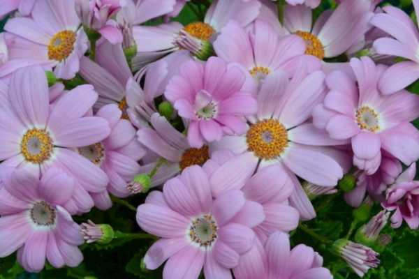 5種年宵花，養護要點在文中，學會了，明年少買一盆年宵花（一）