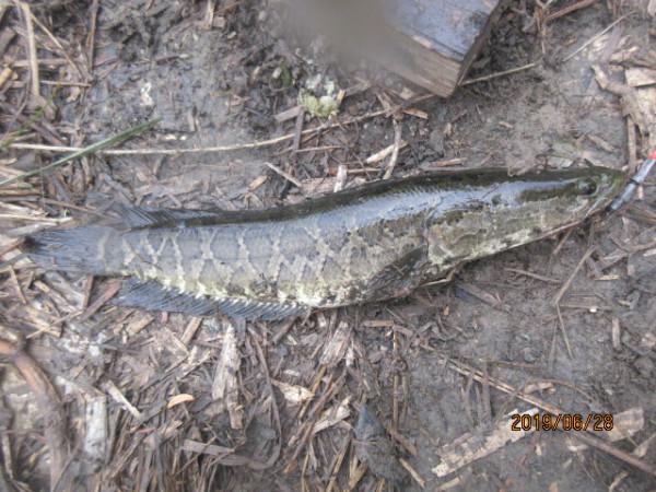 50多年的釣魚史教會我,小鉤簡餌也能釣到大魚 50多年的釣魚史教會我,小鉤簡餌也能釣到大魚