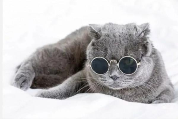 為什麼說男不養貓,女不養狗?看完漲知識了 為什麼說男不養貓,女不養狗?看完漲知識了