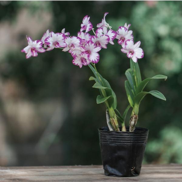 38種超級耐陰的花,沒光也能養爆盆,養在陽臺客廳超有範兒 38種超級耐陰的花,沒光也能養爆盆,養在陽臺客廳超有範兒