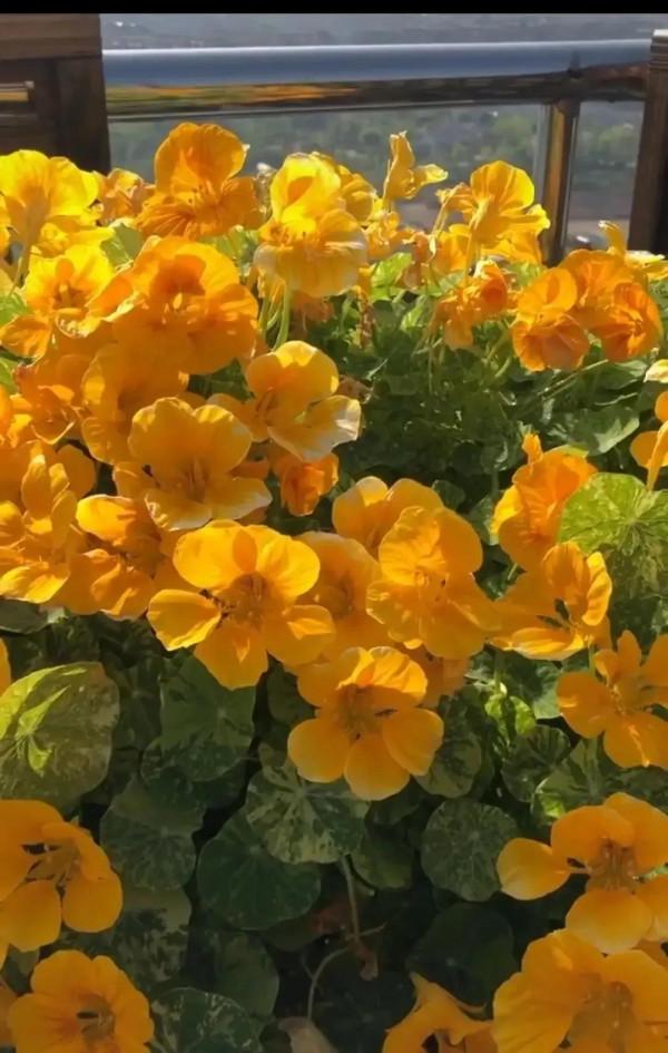 分享旱金蓮 花葉有極高觀賞價值全顆可以入藥 深受大家喜愛