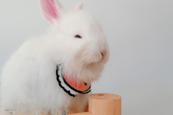 兔子耳蟎專用藥有哪些 兔子耳蟎專用藥有哪些