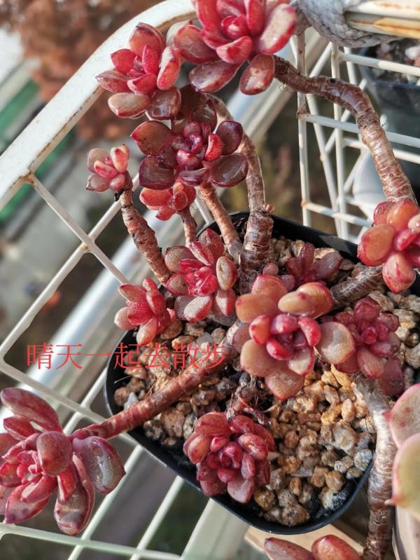 我言秋日勝春朝