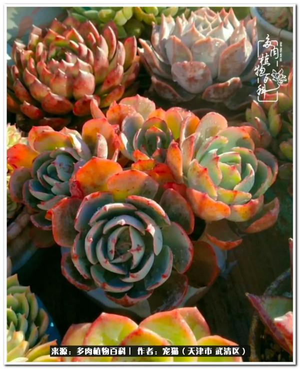 人生紛亂奈我幾何，與多肉相伴度年華