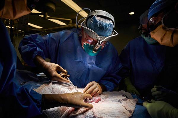 「圖集」全球首例豬心臟移植人體，回顧移植醫學點燃的生命希望