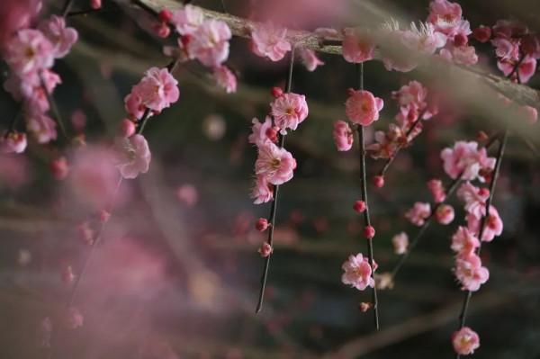 &commat;雨花人：省植物園梅花開了，邀您一起來踏青啦！