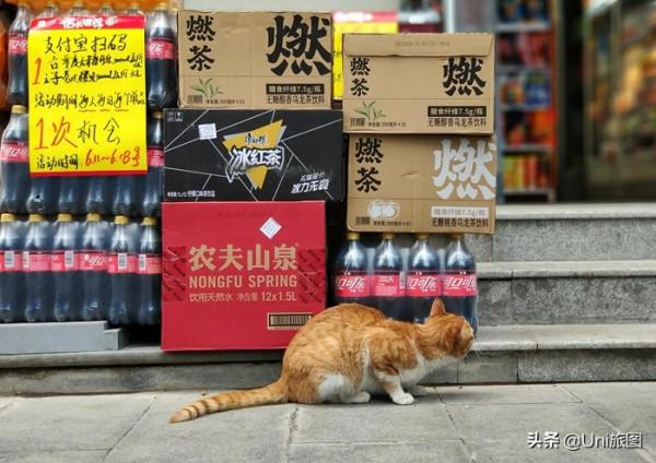 一大波歡樂來襲!攝影師抓拍動物的萌趣瞬間 一大波歡樂來襲!攝影師抓拍動物的萌趣瞬間