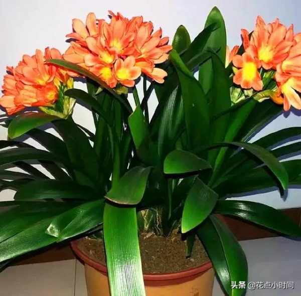 君子蘭容易有爛根和黃葉，教他這麼做，很快就會長滿大白根