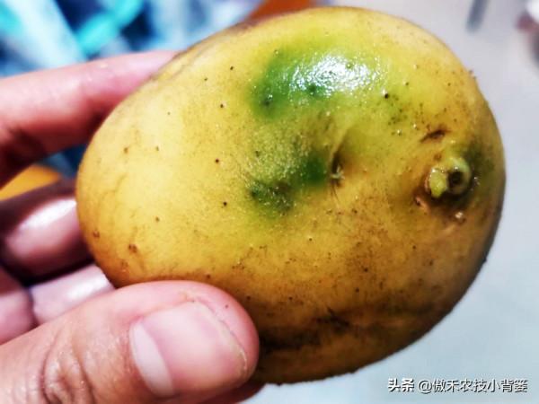土豆表皮變綠後真的帶毒素嗎?人吃了有害嗎?土豆怎樣吃最安全? 土豆表皮變綠後真的帶毒素嗎?人吃了有害嗎?土豆怎樣吃最安全?