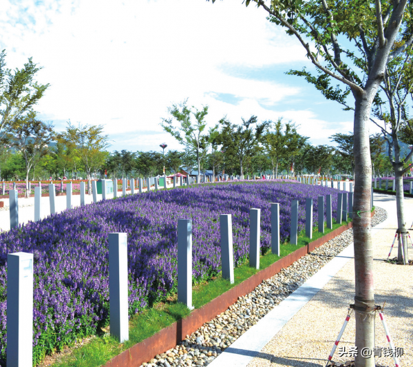 香彩雀栽培與品種選擇 香彩雀栽培與品種選擇