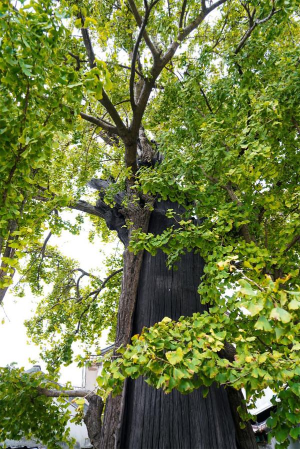 “江蘇樹王”在崑山:1700年等待,這才是最好的時代 “江蘇樹王”在崑山:1700年等待,這才是最好的時代
