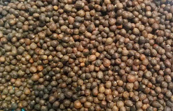 農村一種黃荊木,人們常砍它當柴燒,殊不知它的籽可做枕頭 農村一種黃荊木,人們常砍它當柴燒,殊不知它的籽可做枕頭