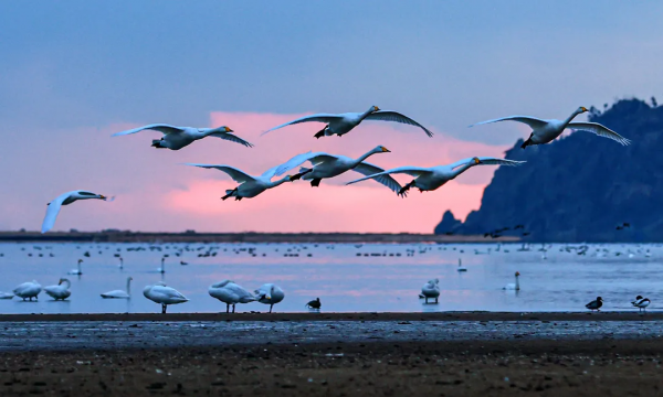 冬日精靈出沒山東！又是一年候鳥季，畫面美翻了！