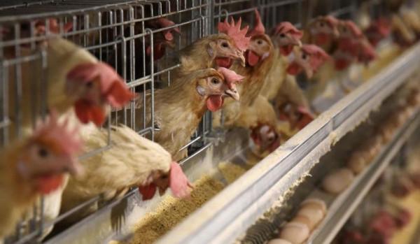 “養雞大王”創造新紀錄，一年賣出11億隻，靠賣雞年收入超287億