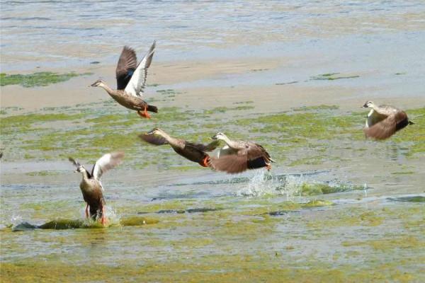 我與斑嘴鴨的情緣