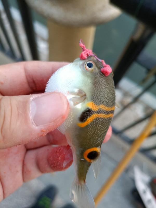 新杆開光手感一流,享受著遛魚的過程 新杆開光手感一流,享受著遛魚的過程