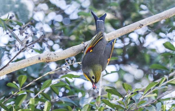 相思鳥,你怎能如此迷人? 相思鳥,你怎能如此迷人?