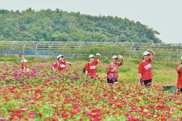 百里杜鵑:彝山花谷景區進入盛花期 中秋國慶賞花正當時 百里杜鵑:彝山花谷景區進入盛花期 中秋國慶賞花正當時