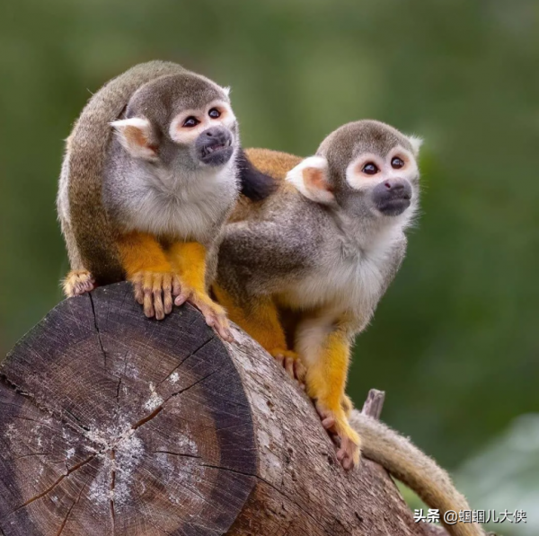 27種動物照片大集合,出生不久的小刺蝟長成這樣,大自然真神奇 27種動物照片大集合,出生不久的小刺蝟長成這樣,大自然真神奇