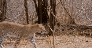 這隻花豹是啃老反面教材！正能量教育意義