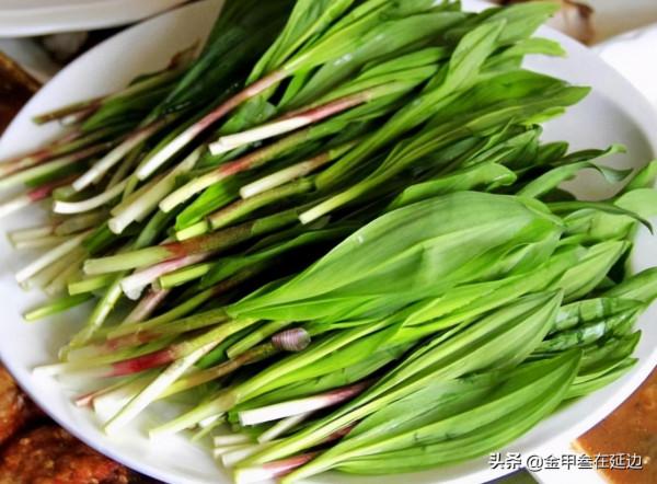 盤點東北人摯愛的野菜！不知道你吃過幾種？現在買真不便宜…