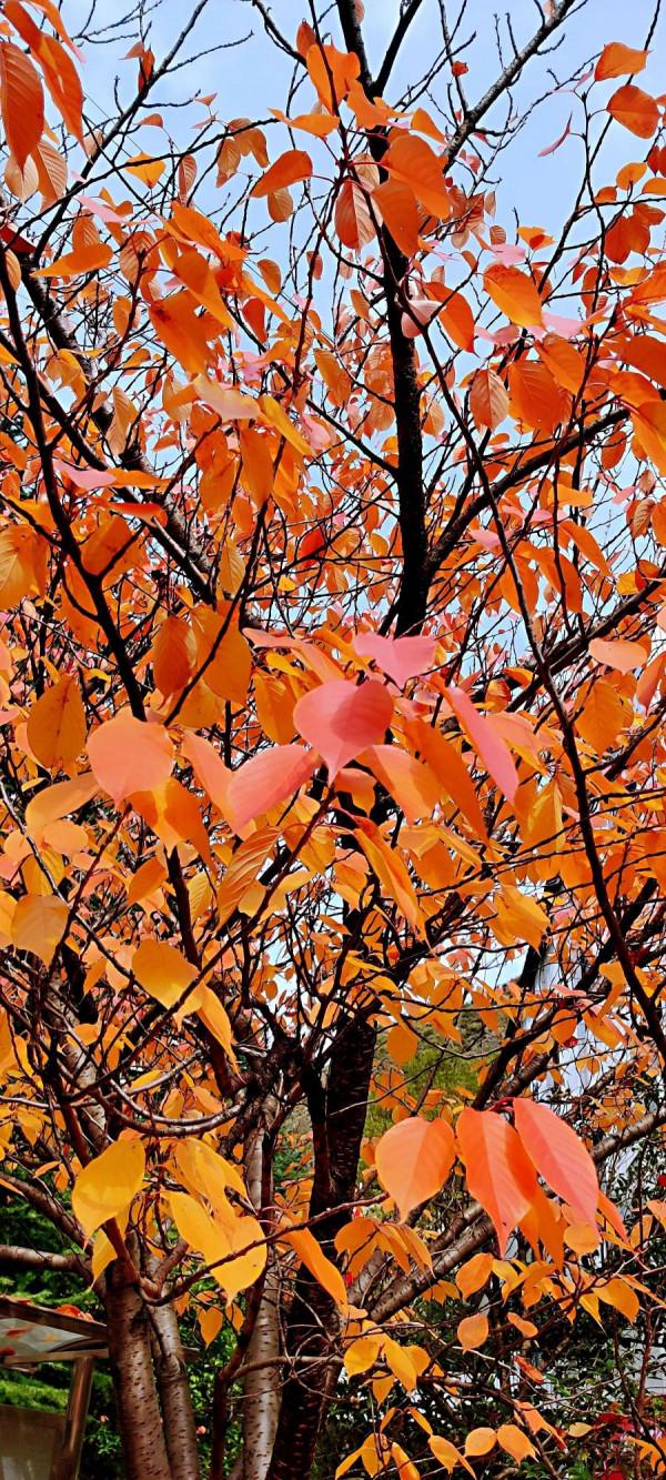 2021逐秋川西北，大愛身邊的秋紅