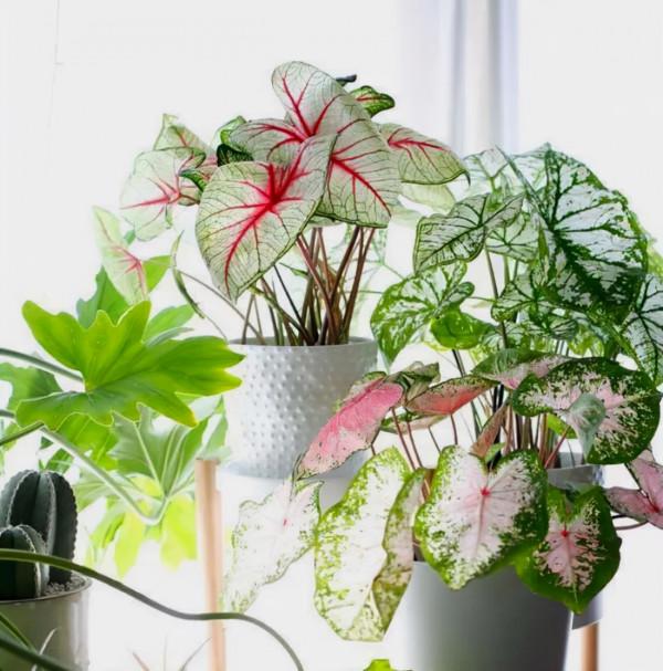 家裡光線差，就養17種“陰性花”，漂亮有格調，貴氣又吉利