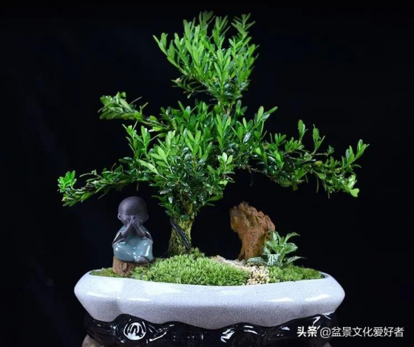 黃楊開花有“三不利” 黃楊開花有“三不利”