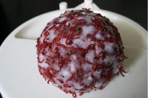 紅蟲和蚯蚓兩種蟲餌，我們在垂釣中選用哪個更合適？