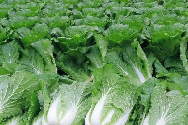 多種鏽病組團發生，白菜和蘿蔔不能掉以輕心！想避免用三招