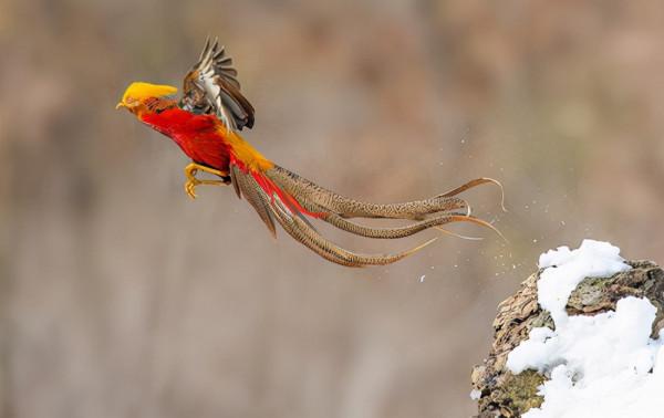 山西老漢放羊時發現一隻“金鳳凰”，風雨無阻投餵4年，結果怎樣