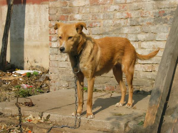 80年代，掀起過一場轟轟烈烈的“打狗運動”，當年都發生過什麼？