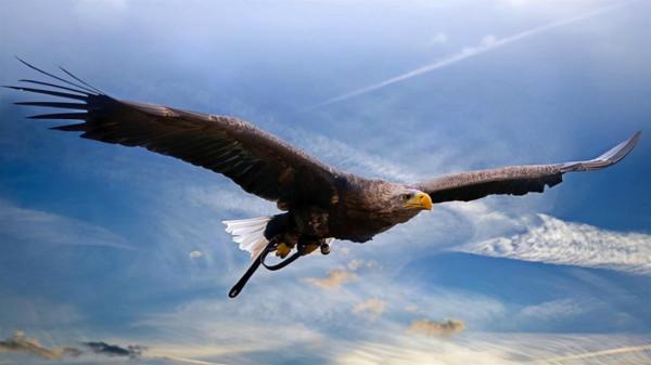 世界上最大的老鷹—安第斯兀鷹 世界上最大的老鷹—安第斯兀鷹