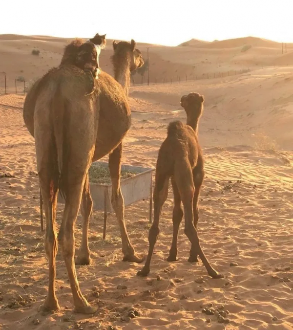 “貓咪住進60層頂樓”被刷爆,網友:救命!美瘋了 “貓咪住進60層頂樓”被刷爆,網友:救命!美瘋了