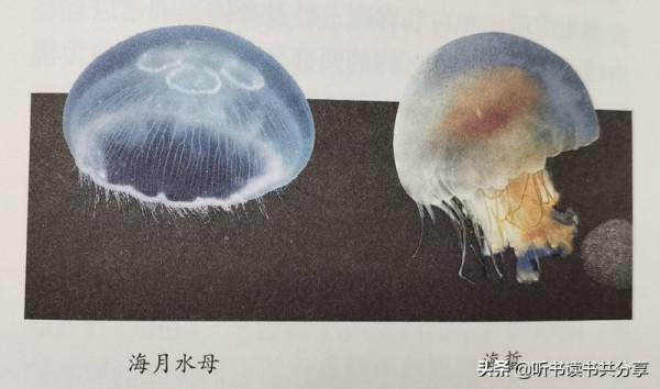 腔腸動物不是最低等的動物