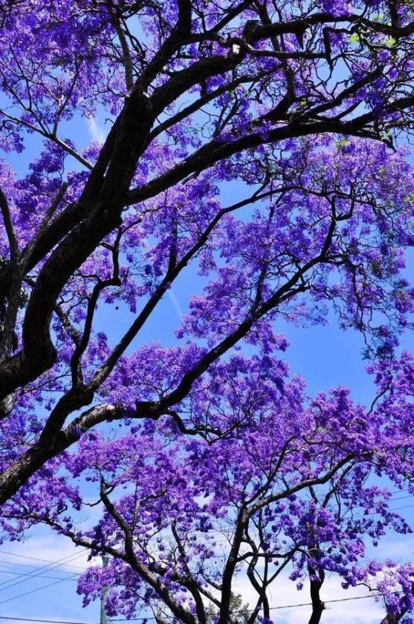 藍花楹，藍色花朵，遮天蔽日，令人震撼，但就是怕冷啊
