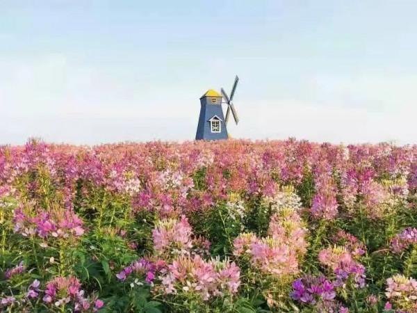 花語世界門票不限量免費送!金秋國潮花海強勢來襲!五大方式免門票! 花語世界門票不限量免費送!金秋國潮花海強勢來襲!五大方式免門票!